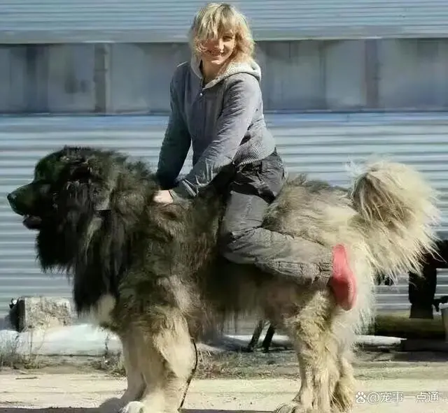 巨型犬宠物狗_巨型犬家庭日常_巨型犬日常家庭护理