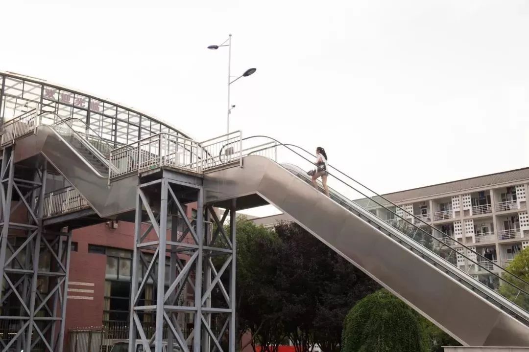 西餐厅适合放什么绿植植物_餐厅植物西绿植适合放客厅吗_西餐厅放什么绿植